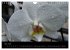 Farbenreiche Orchideen (Wandkalender... - Bild 9