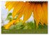 Fotogalerie Fotogalerie