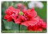 Mohn Tage (hochwertiger Premium... - Bild 11