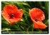 Mohn Tage (hochwertiger Premium... - Bild 14