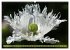 Mohn Tage (hochwertiger Premium... - Bild 4