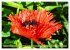 Mohn Tage (hochwertiger Premium... - Bild 9