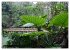 Volksrepublik Laos (Wandkalender 2026... - Bild 11
