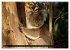 Kangaroo Island (hochwertiger Premium... - Bild 8