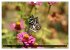 Volksrepublik Laos (Wandkalender 2026... - Bild 13