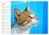 Katzensprung (Wandkalender 2026 DIN A4... - Bild 13