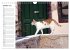 Katzensprung (Wandkalender 2026 DIN A4... - Bild 3