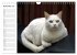 Katzensprung (Wandkalender 2026 DIN A4... - Bild 4