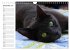 Katzensprung (Wandkalender 2026 DIN A4... - Bild 5