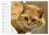 Katzensprung (Wandkalender 2026 DIN A4... - Bild 7