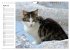 Katzensprung (Wandkalender 2026 DIN A4... - Bild 10