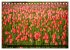 Tulpen (Tischkalender 2026 DIN A5... - Bild 11