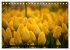 Tulpen (Tischkalender 2026 DIN A5... - Bild 12
