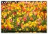 Tulpen (Tischkalender 2026 DIN A5... - Bild 15