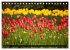 Tulpen (Tischkalender 2026 DIN A5... - Bild 8