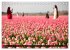 Tulpen (Tischkalender 2026 DIN A5... - Bild 9