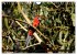 Kangaroo Island (Wandkalender 2026 DIN... - Bild 14
