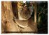 Kangaroo Island (Wandkalender 2026 DIN... - Bild 9