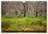 Kangaroo Island (Wandkalender 2026 DIN... - Bild 10