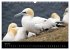 Faszinierendes Helgoland (Wandkalender... - Bild 12