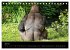 Gorillas - Die sanften Wilden... - Bild 13