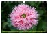 Mohn Tage (Wandkalender 2026 DIN A4... - Bild 11