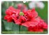 Mohn Tage (Wandkalender 2026 DIN A4... - Bild 12
