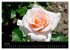 Baden bei Wien - Rosarium (Wandkalender... - Bild 12