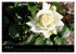 Baden bei Wien - Rosarium (Wandkalender... - Bild 7