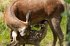 Bambi - Eine Lebensgeschichte aus dem... - Bild 2