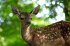 Bambi - Eine Lebensgeschichte aus dem... - Bild 3