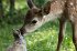 Bambi - Eine Lebensgeschichte aus dem... - Bild 4