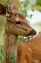 Bambi - Eine Lebensgeschichte aus dem... - Bild 5