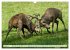 Emotionale Momente: Hirschbrunft... - Bild 14