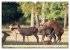 Emotionale Momente: Hirschbrunft... - Bild 5