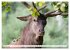 Emotionale Momente: Hirschbrunft... - Bild 8