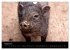 Schweinereien (Wandkalender 2026 DIN A4... - Bild 14