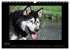 Husky-Kalender (Wandkalender 2026 DIN... - Bild 11