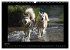 Husky-Kalender (Wandkalender 2026 DIN... - Bild 13