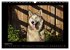 Husky-Kalender (Wandkalender 2026 DIN... - Bild 14