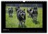 Husky-Kalender (Wandkalender 2026 DIN... - Bild 3