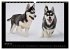 Husky-Kalender (Wandkalender 2026 DIN... - Bild 7