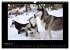 Husky-Kalender (Wandkalender 2026 DIN... - Bild 8