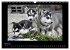 Husky-Kalender (Wandkalender 2026 DIN... - Bild 10