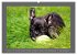 Französische Bulldoggen (Wandkalender... - Bild 11