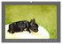 Französische Bulldoggen (Wandkalender... - Bild 12