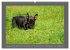 Französische Bulldoggen (Wandkalender... - Bild 5