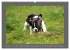 Französische Bulldoggen (Wandkalender... - Bild 7