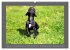 Französische Bulldoggen (Wandkalender... - Bild 8