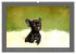 Französische Bulldoggen (Wandkalender... - Bild 9